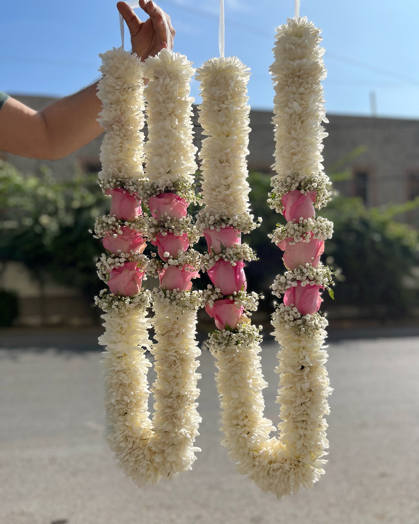 Chrysanthemum and Rose Haar